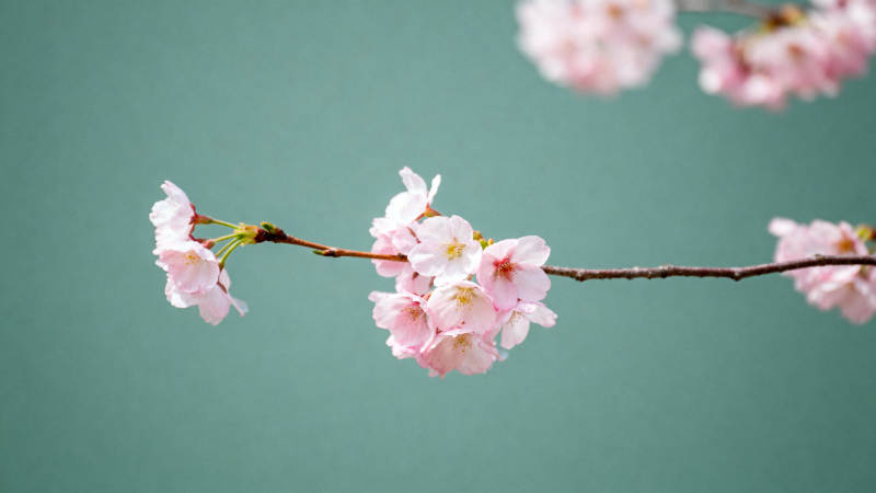 樱花绽放枝头图片