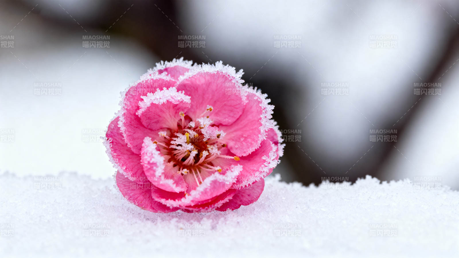 雪中粉花绽放图片
