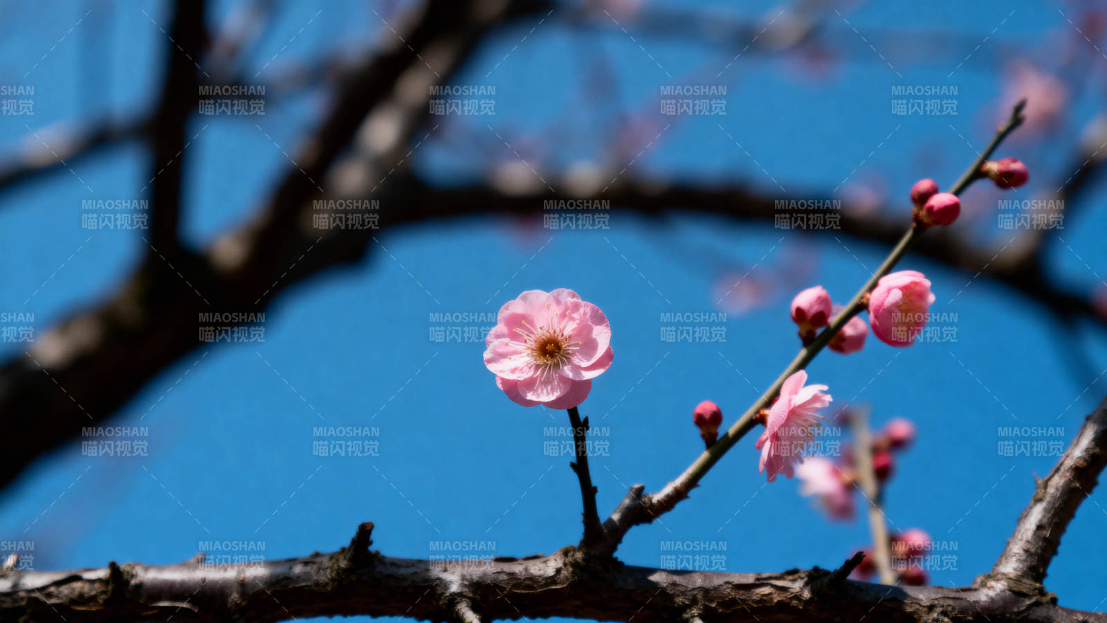 梅花绽放迎春光图片
