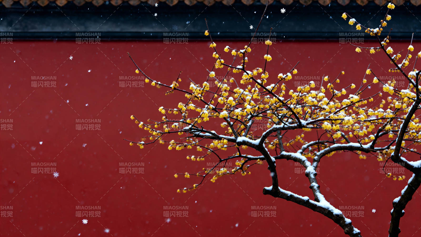 雪中梅枝映红墙图片