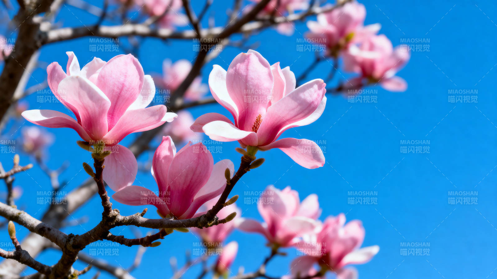 玉兰花开 春意盎然图片