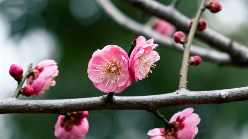 梅花绽放枝头图片