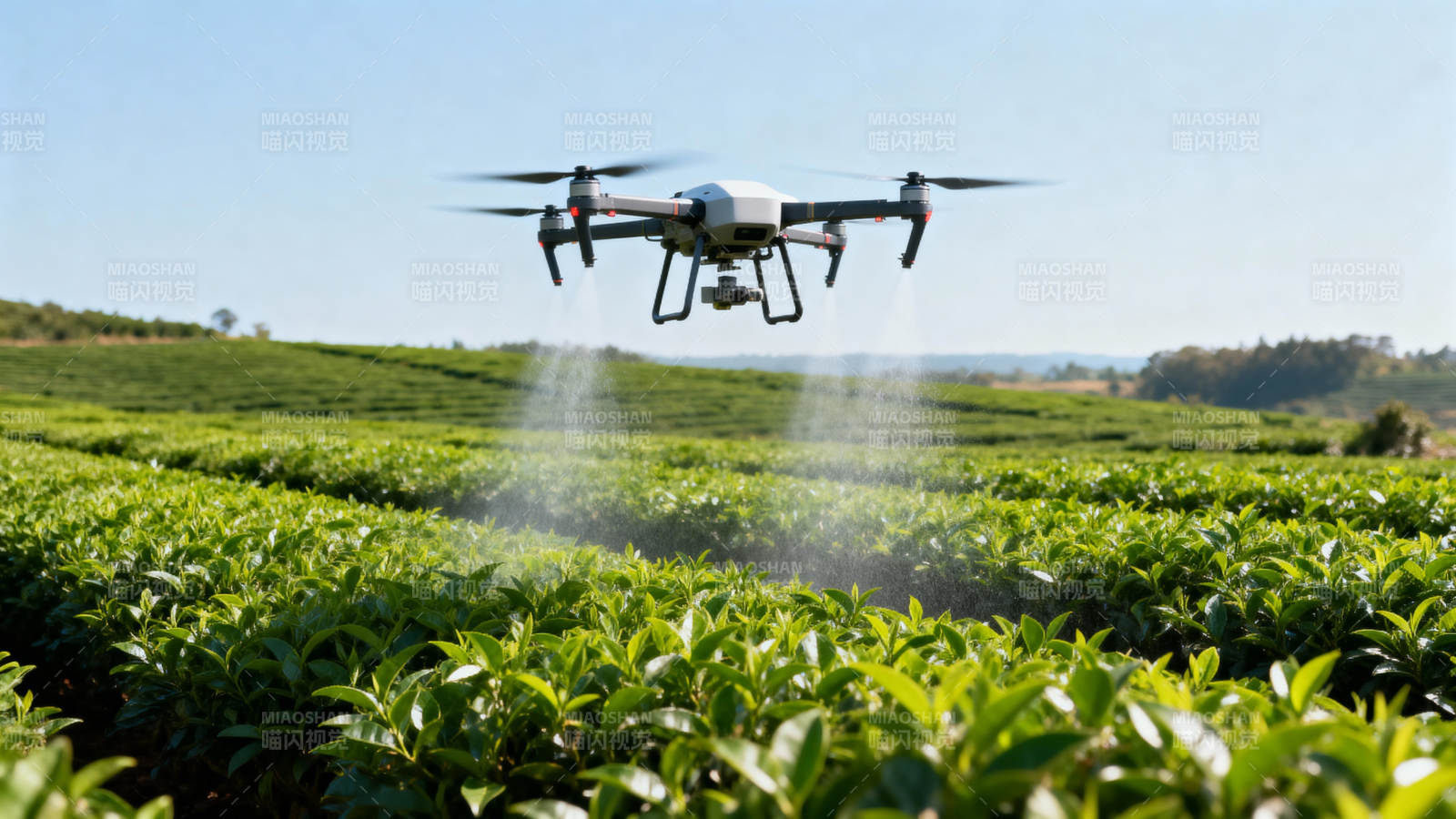 无人机喷洒茶园图片