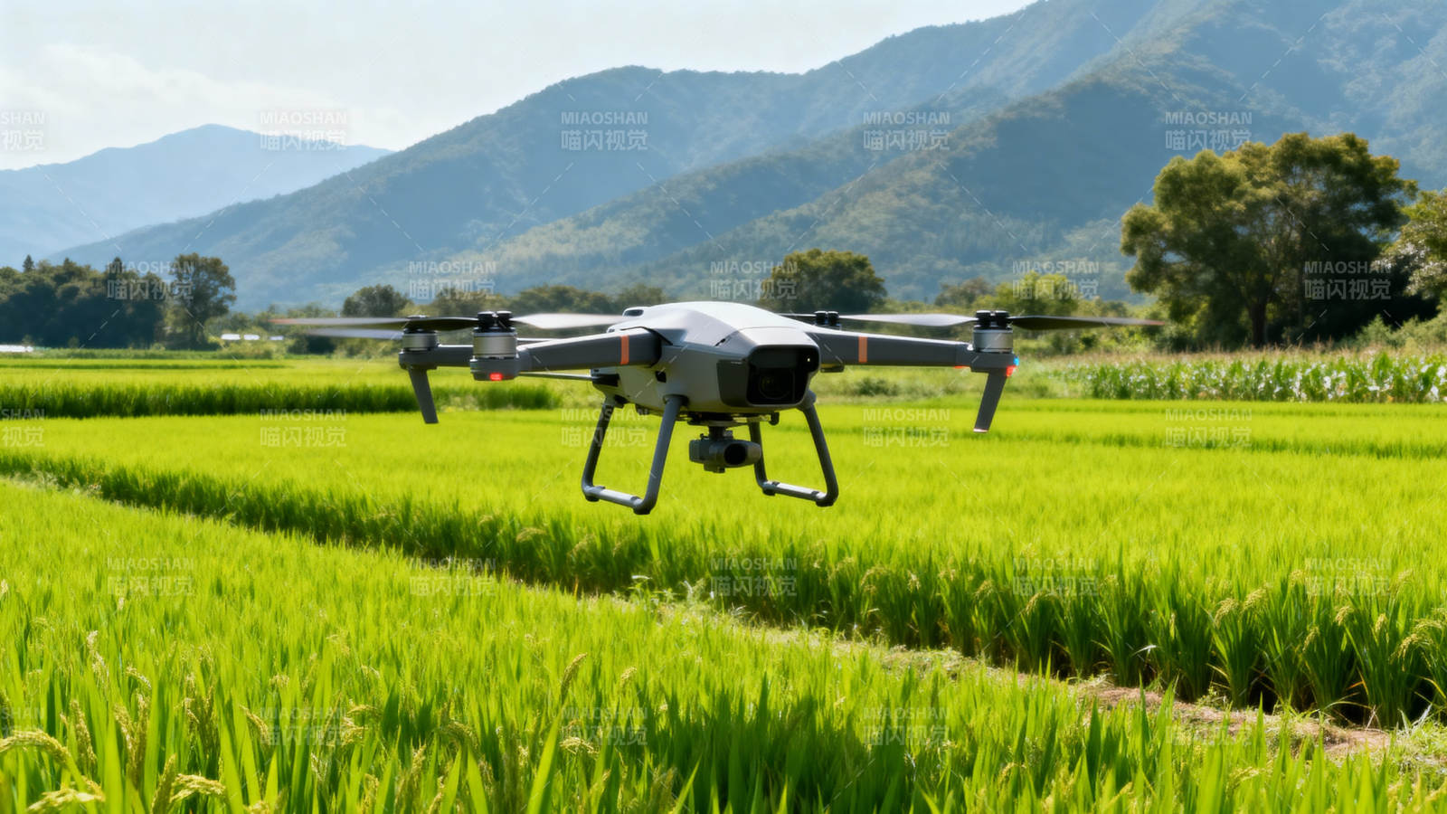无人机飞越稻田图片