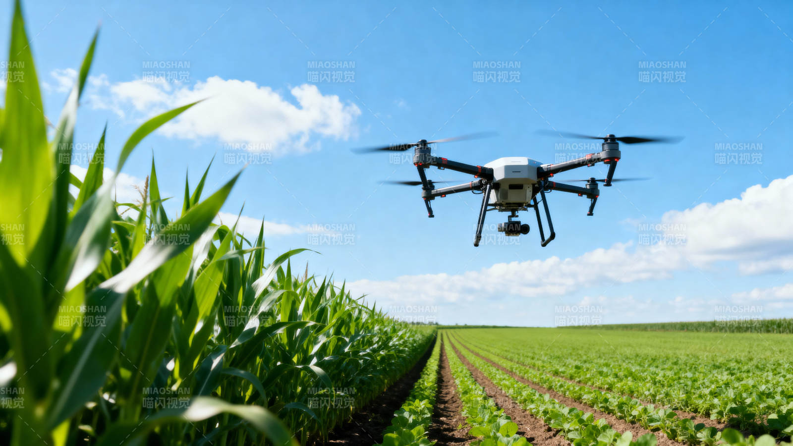 无人机巡田图片