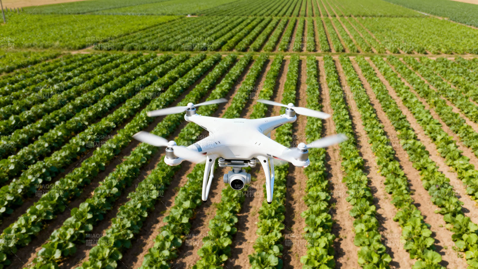 无人机巡田图片