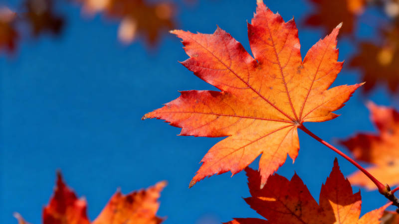 秋叶映蓝天图片