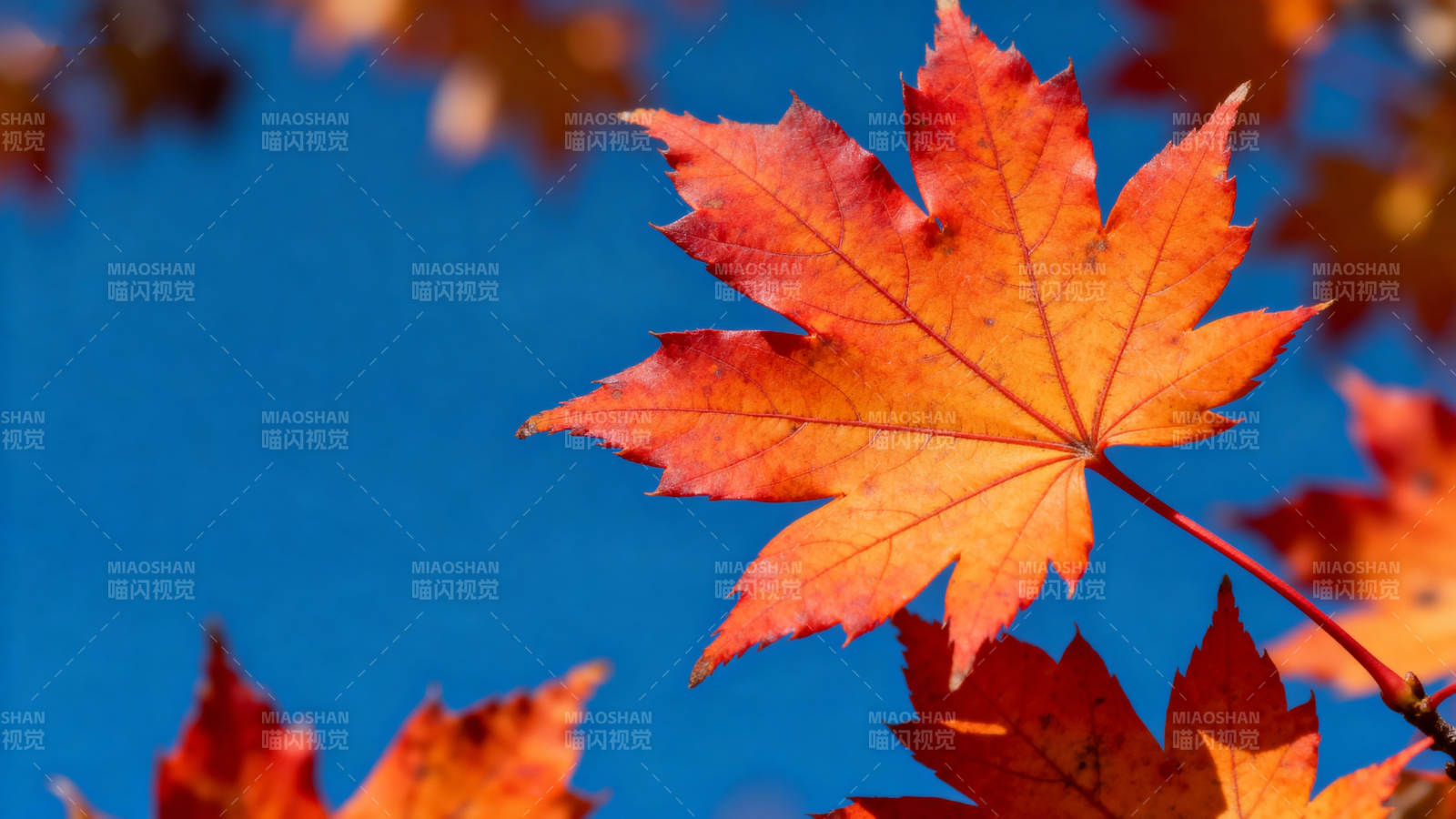 秋叶映蓝天图片