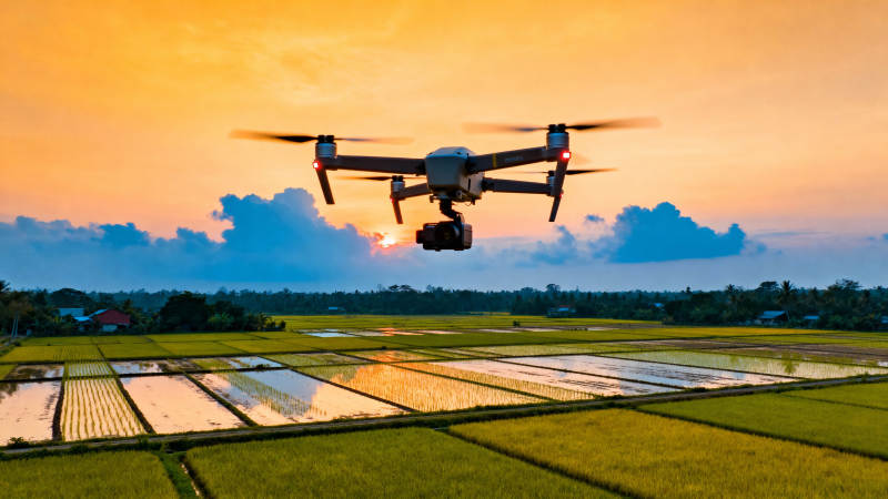 无人机飞越稻田图片