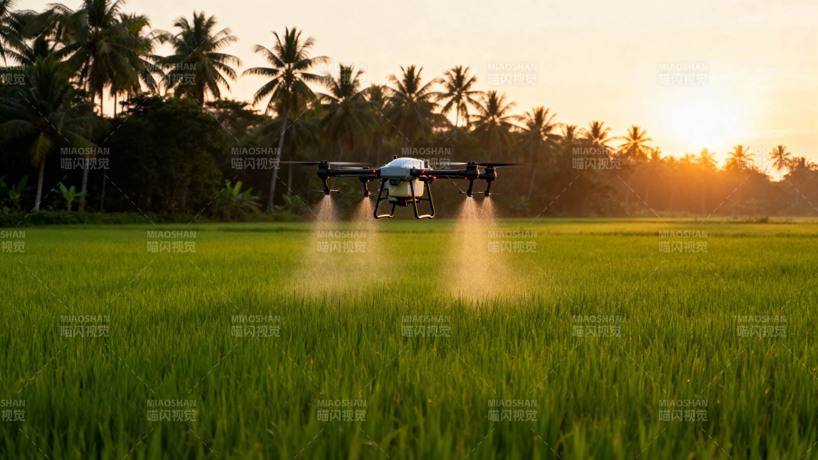 无人机喷洒稻田图片