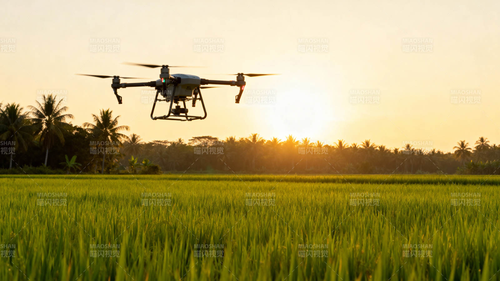 无人机飞越稻田图片
