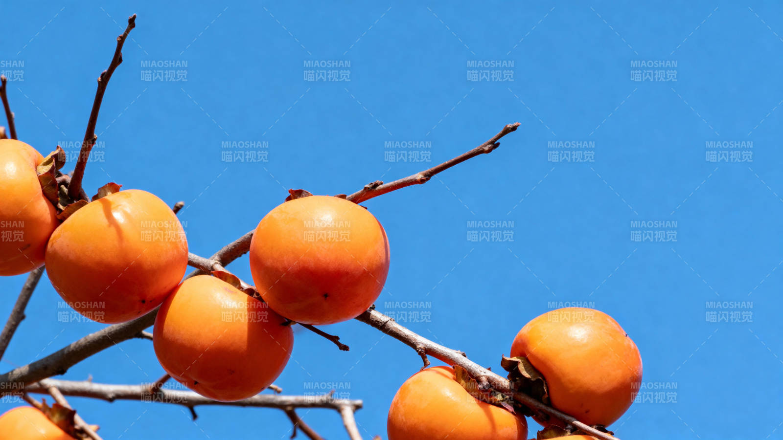 橙色柿子挂枝头图片