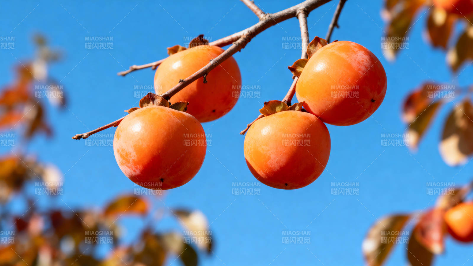 柿子挂枝头图片