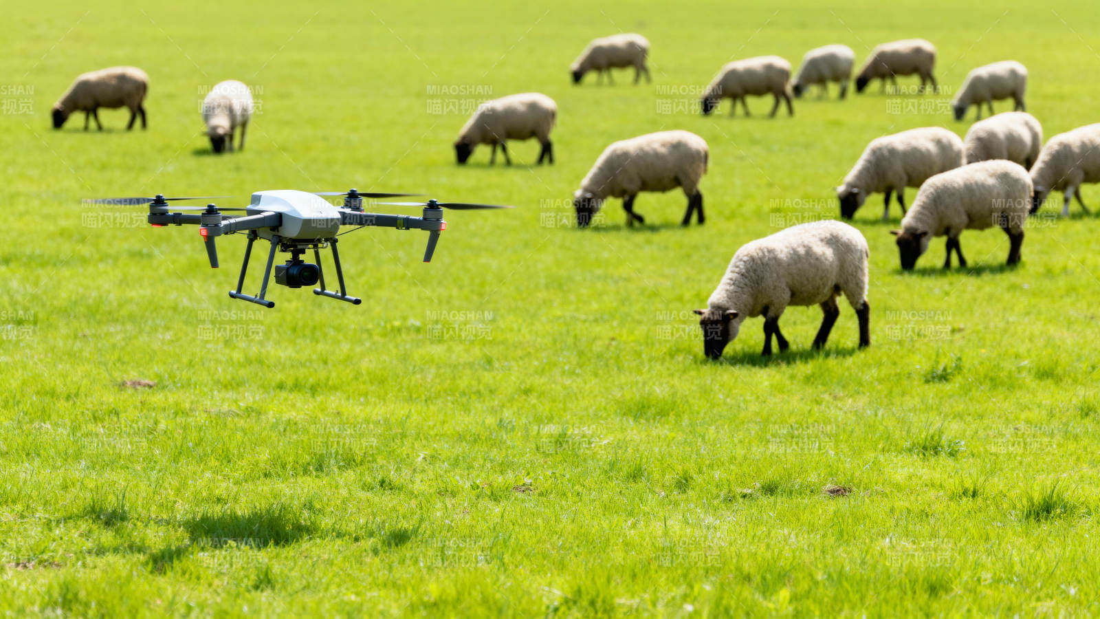 无人机牧羊场景图片