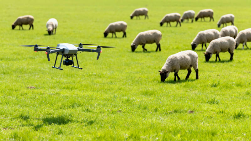 无人机牧羊场景图片