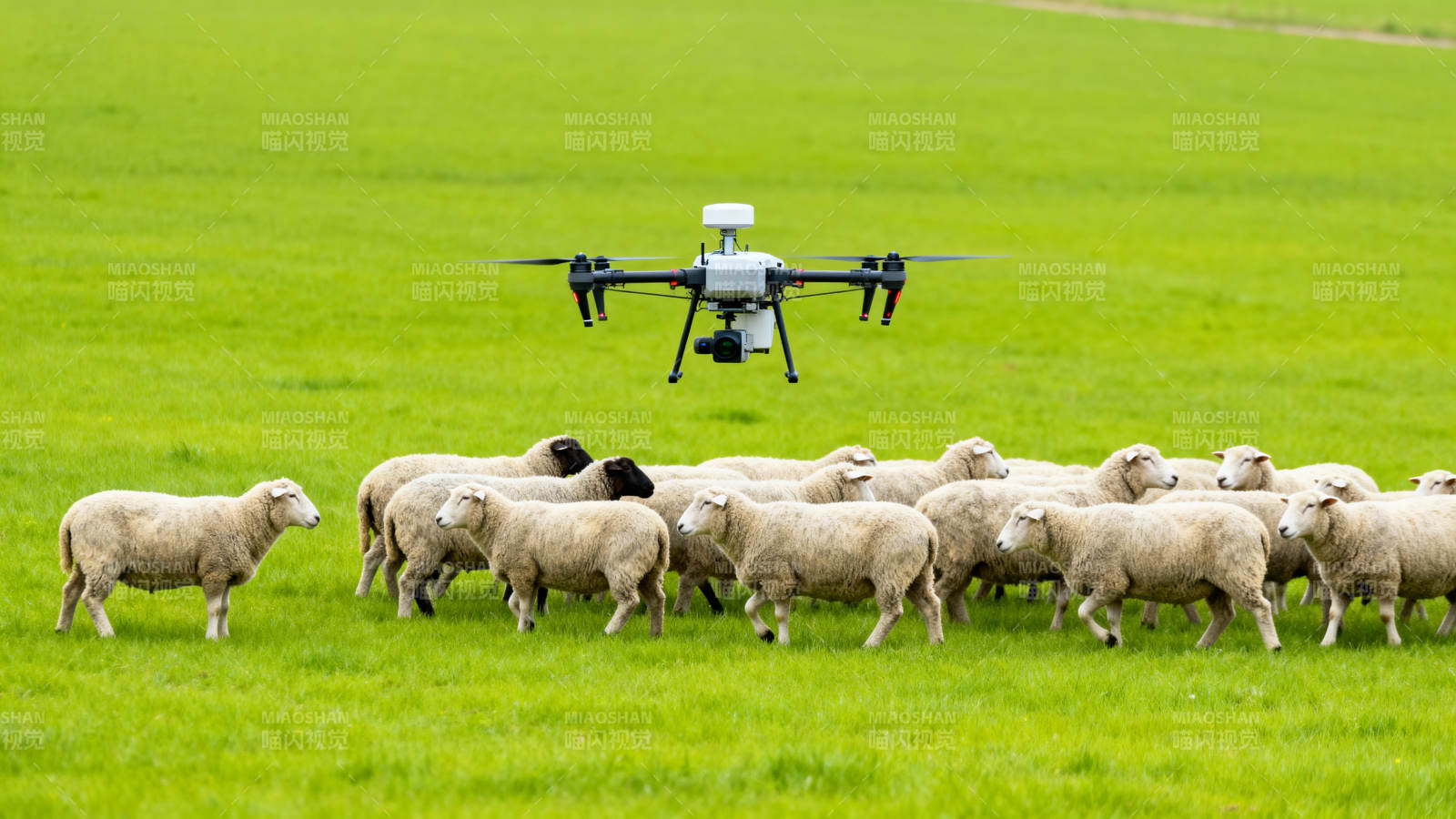 无人机牧羊图片