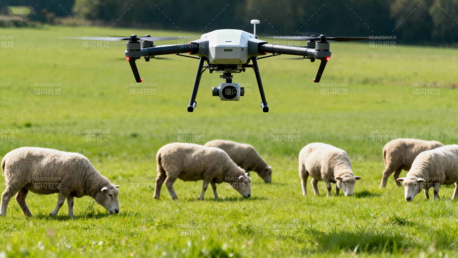 无人机牧羊场景图片