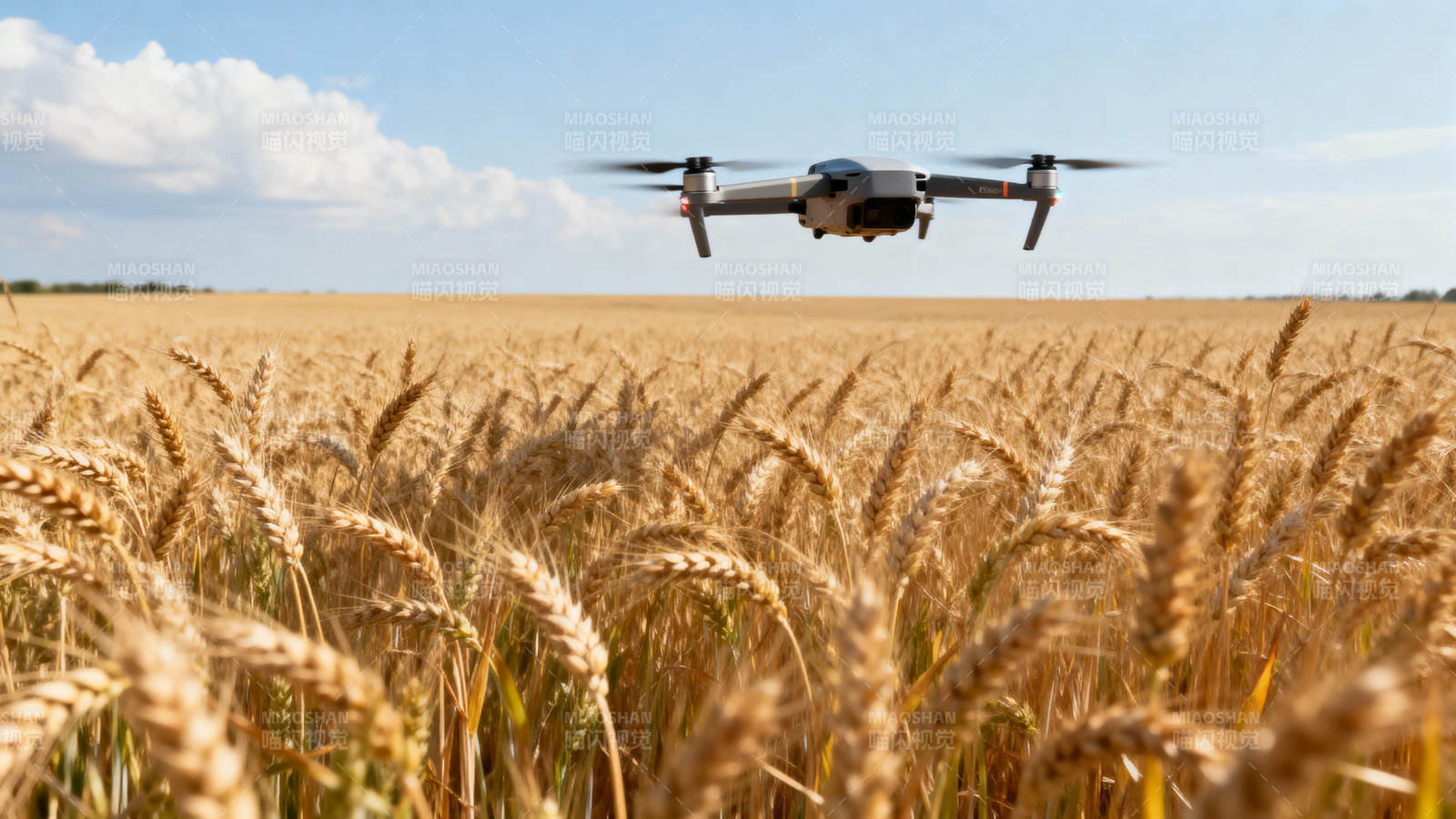 无人机飞越麦田图片