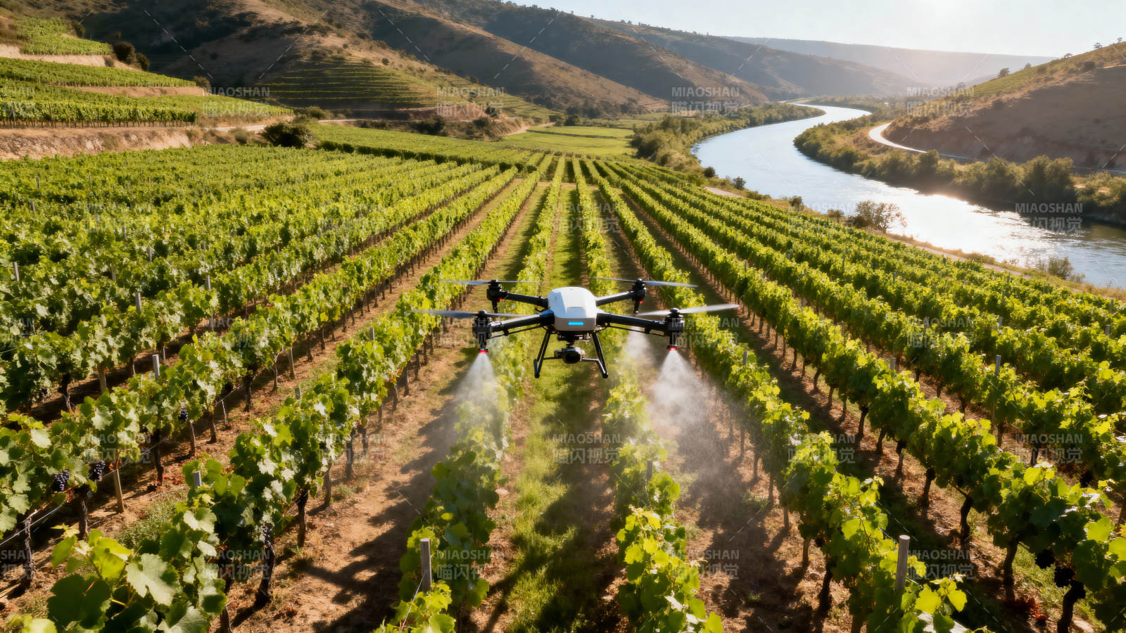 无人机喷洒葡萄园图片