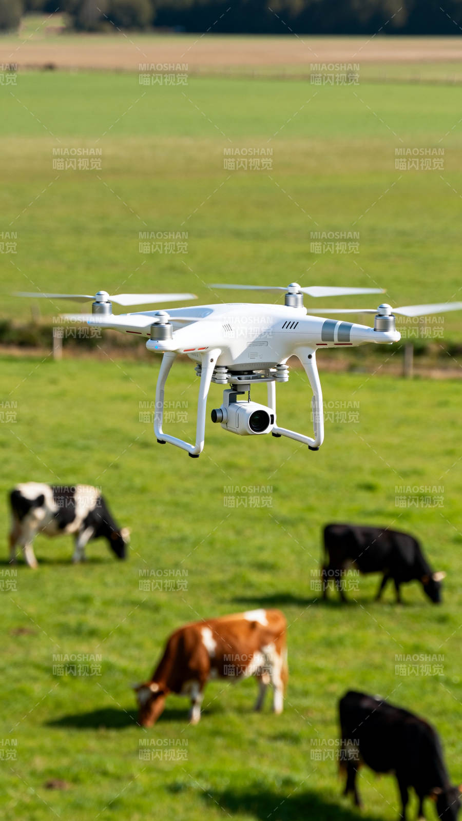 无人机巡田牧牛图片