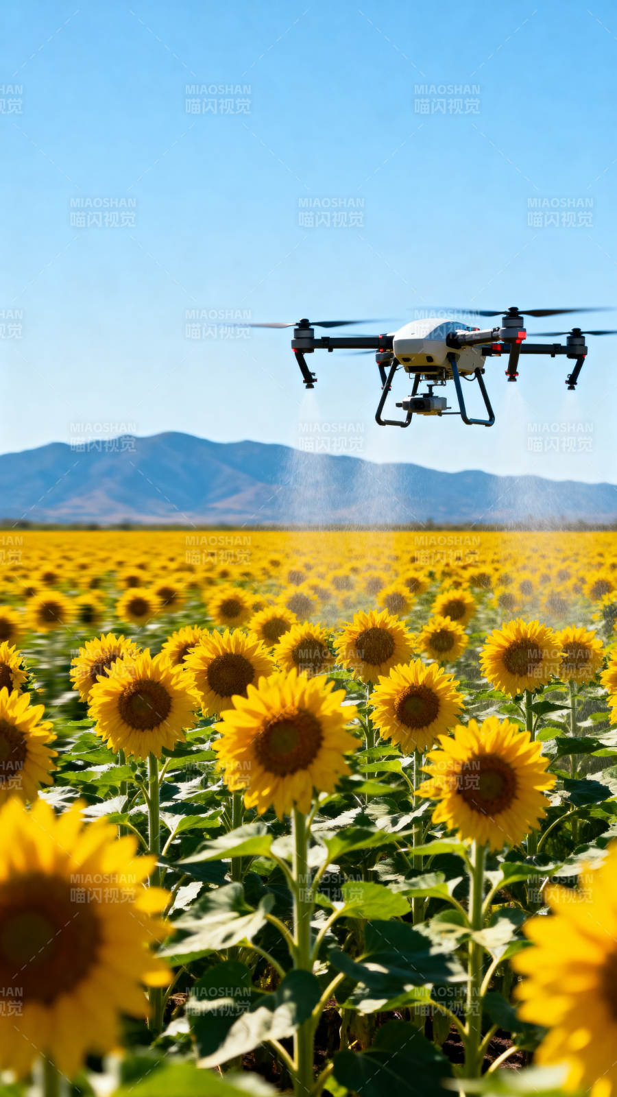 无人机洒水向日葵图片