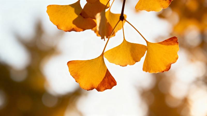 秋叶金黄 静美如画图片