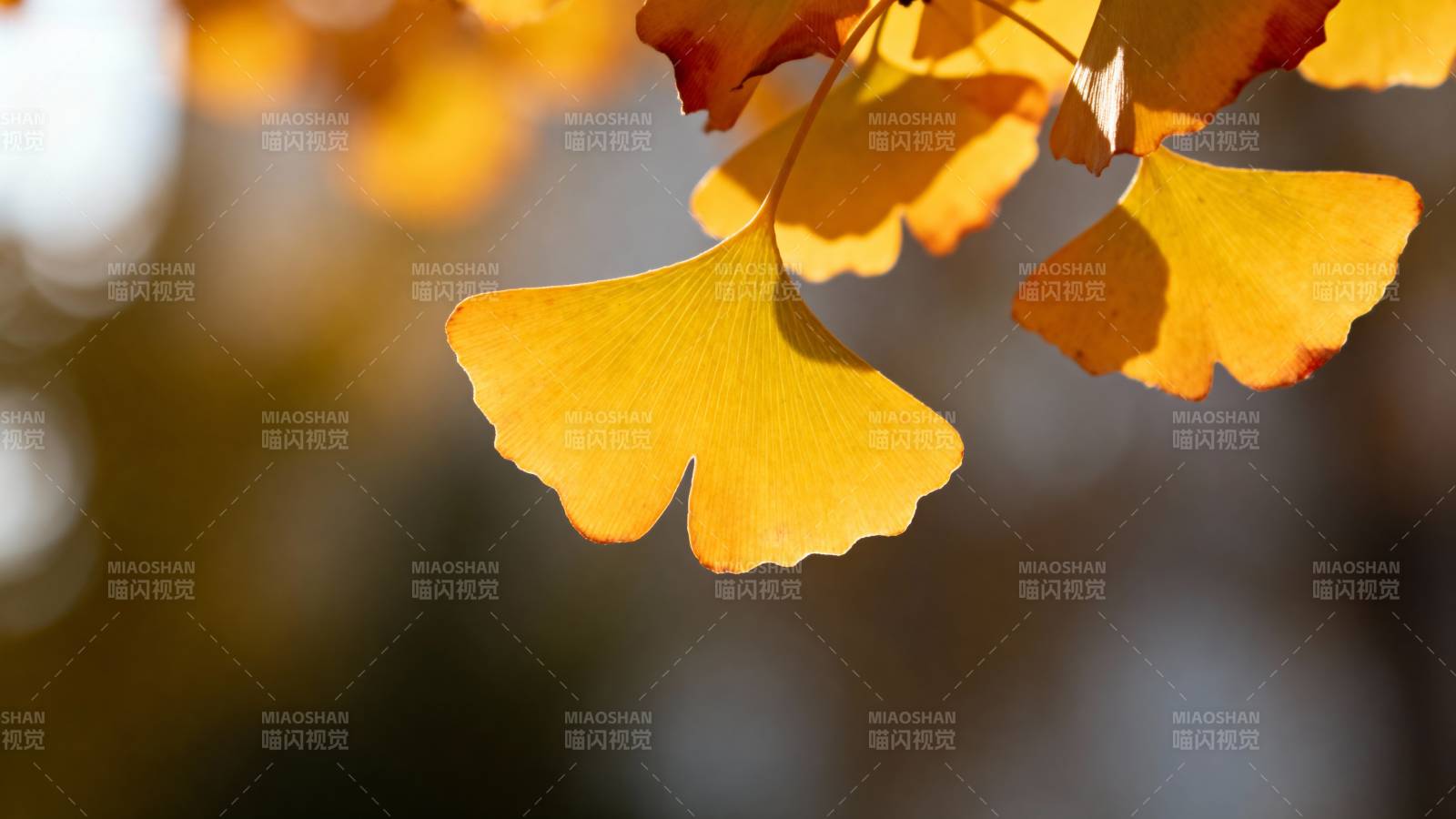 秋日银杏叶图片