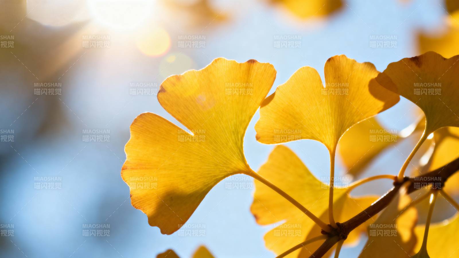 秋日银杏叶图片