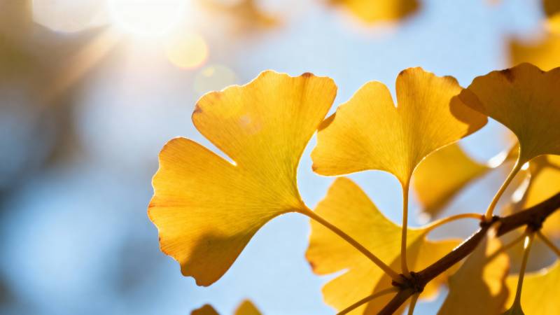 秋日银杏叶图片