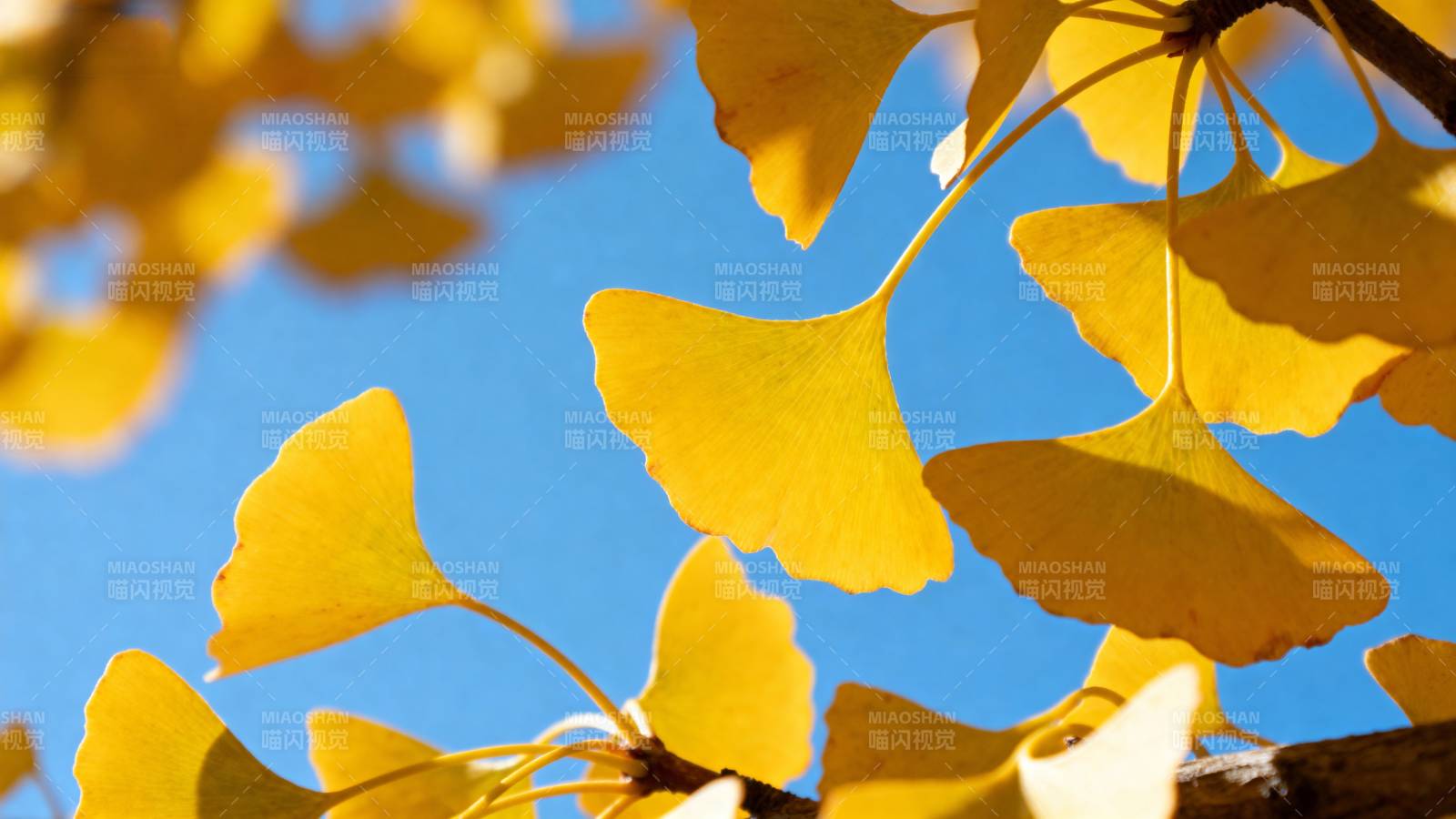 银杏叶黄映蓝天图片
