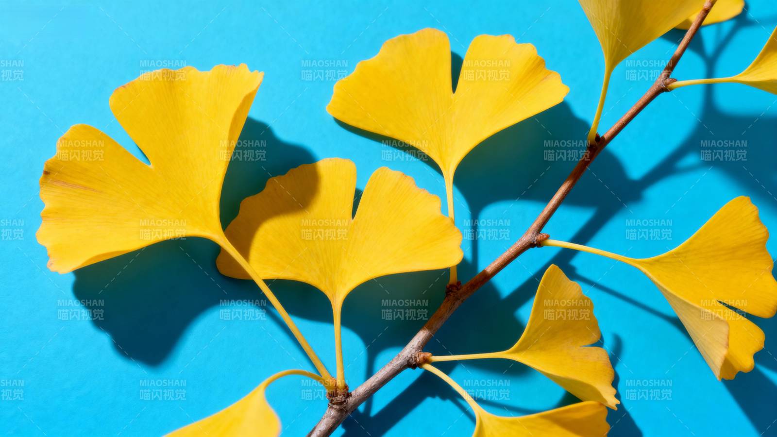 银杏叶的秋日之美图片