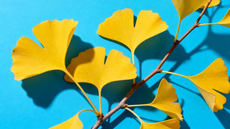 银杏叶的秋日之美图片