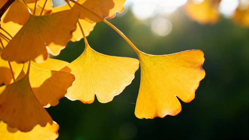 银杏叶秋色图片