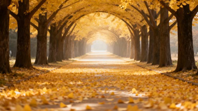 秋日林荫道图片