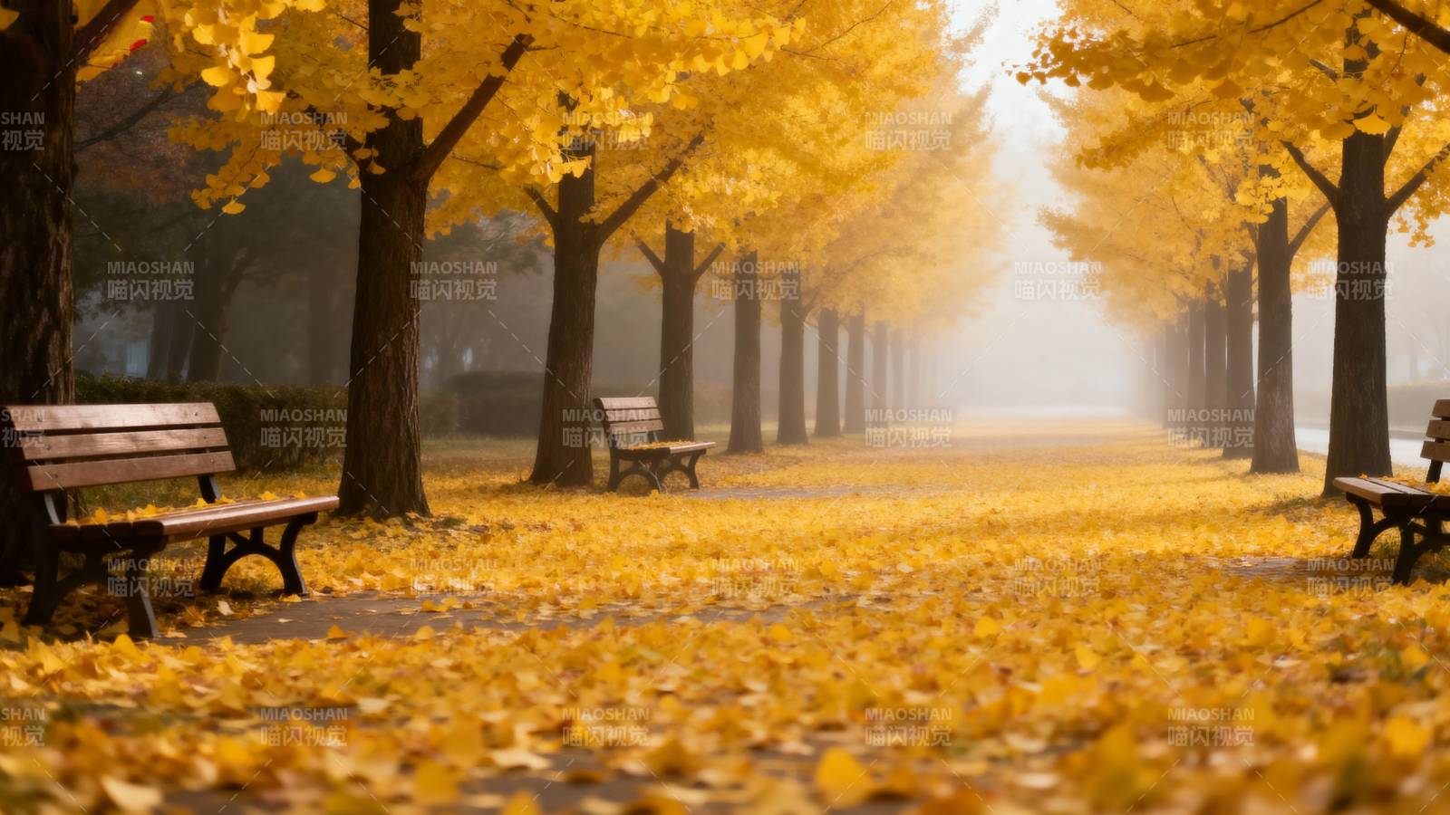 秋日林荫道图片