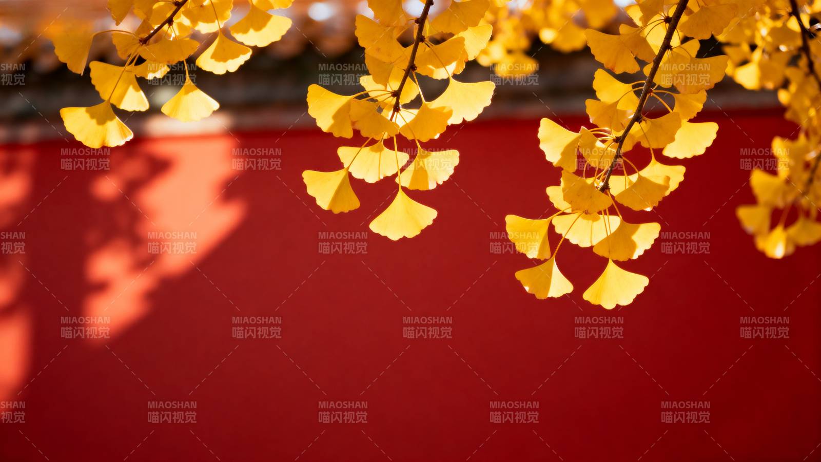 银杏叶映红墙图片