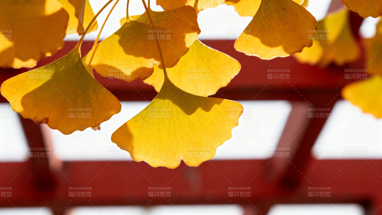 银杏叶秋色图片