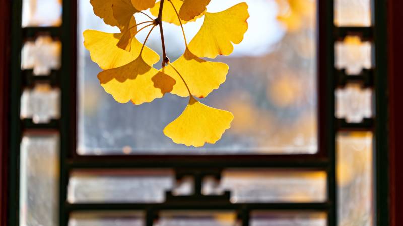 秋叶映窗框图片