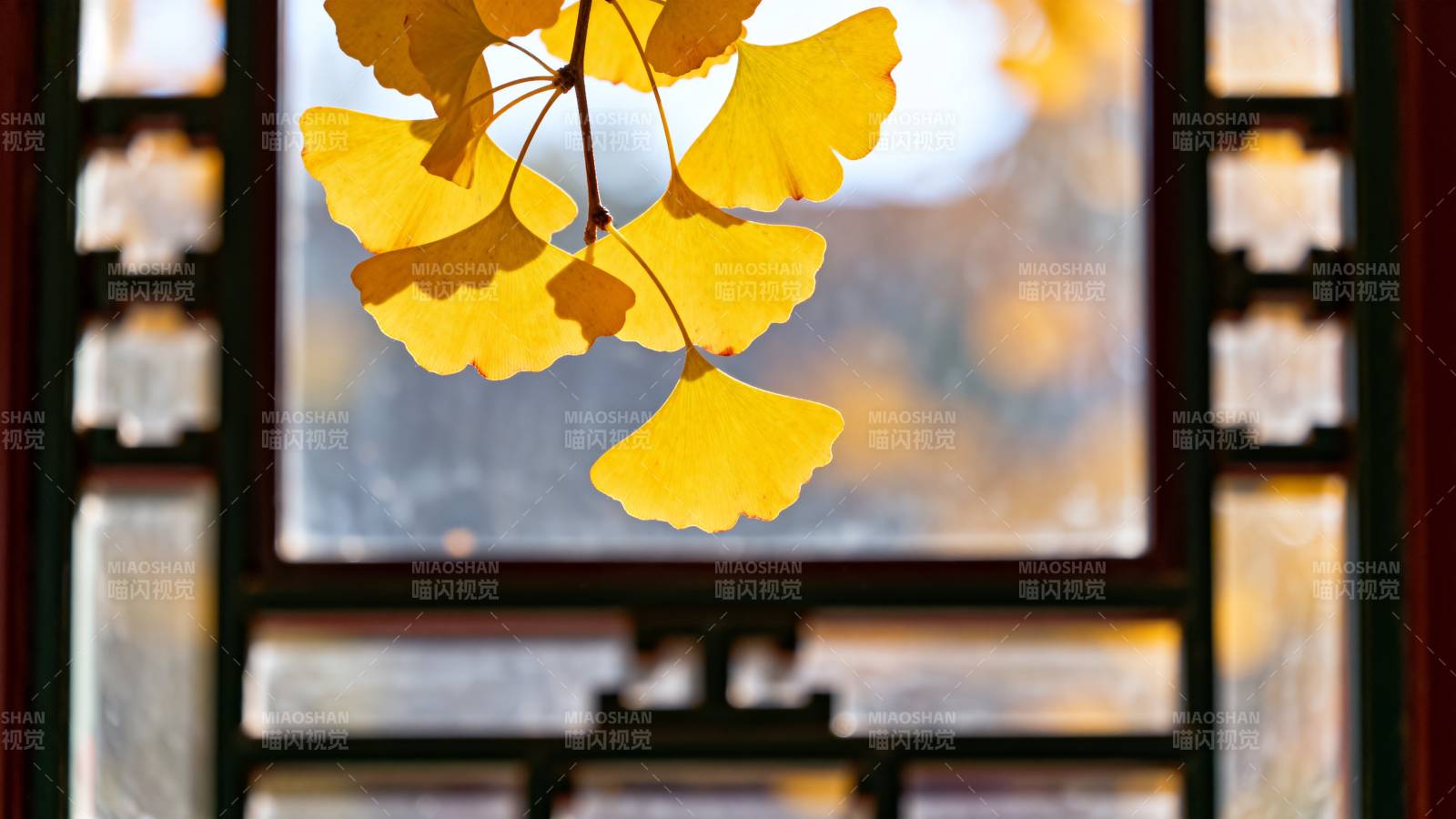 秋叶映窗框图片