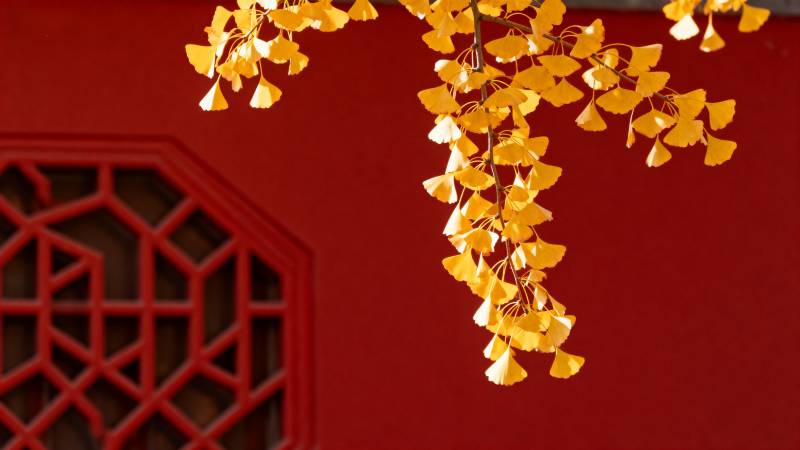 秋叶垂红墙图片