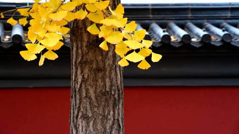 银杏黄叶映红墙图片