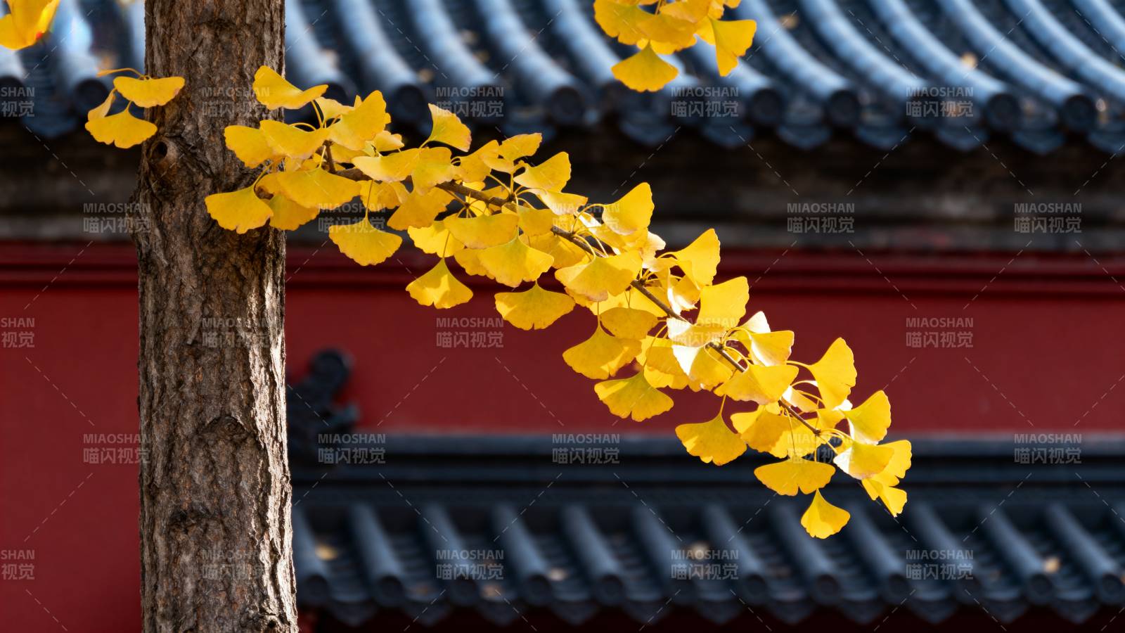 银杏黄叶映古檐图片