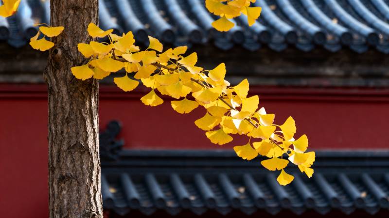 银杏黄叶映古檐图片