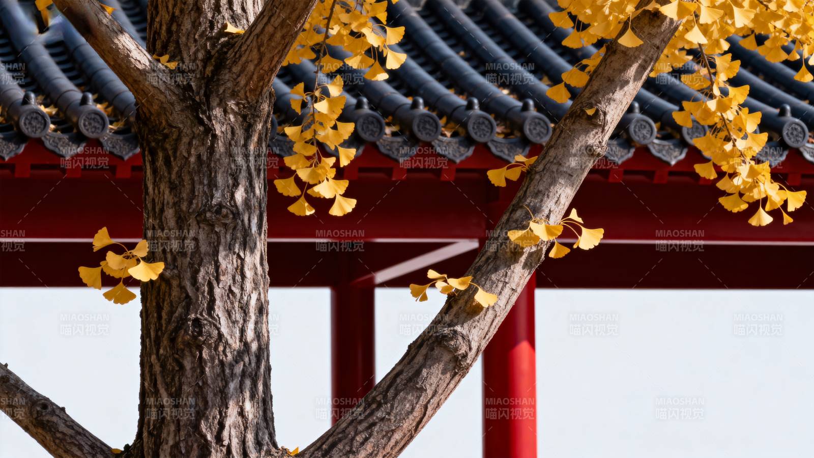 秋叶映古亭图片