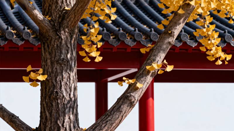 秋叶映古亭图片