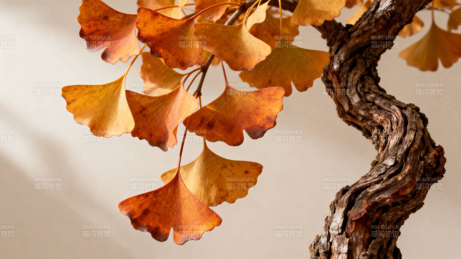 秋叶金黄枝干遒劲图片