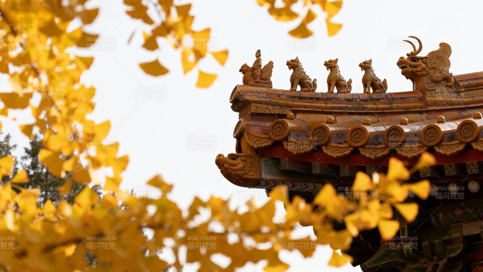 秋叶映古檐图片