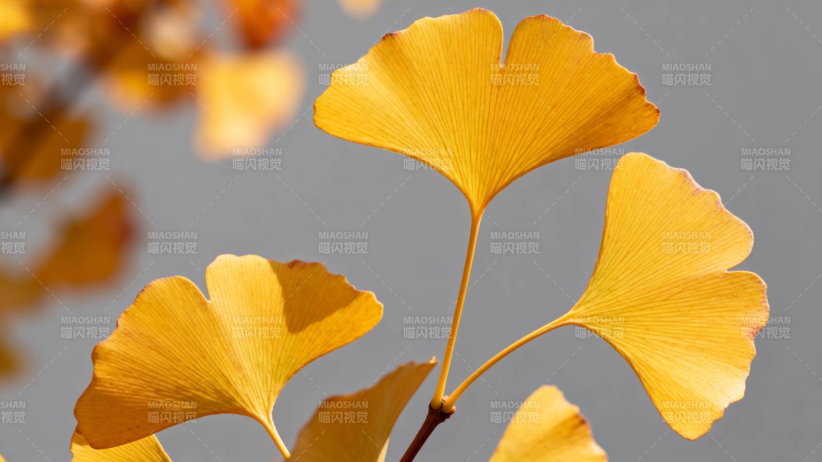 银杏叶黄秋意浓图片