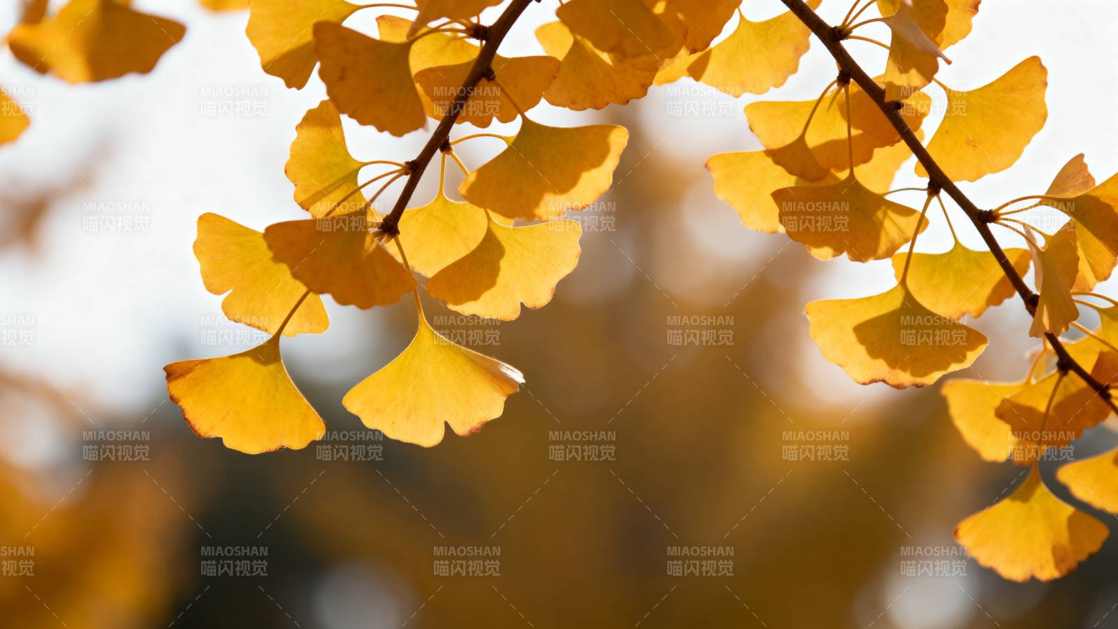 银杏叶黄秋意浓图片