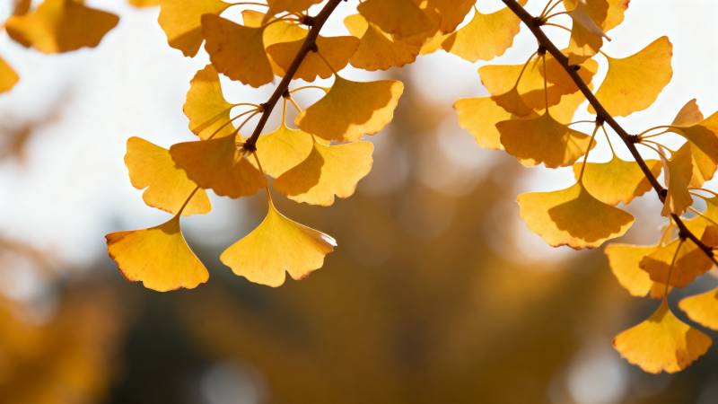 银杏叶黄秋意浓图片